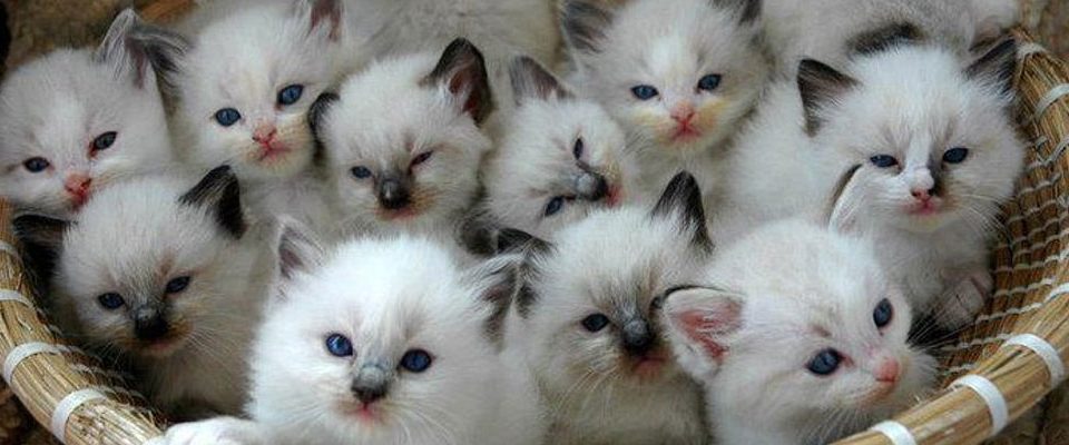 kittens