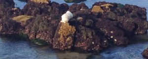 seal