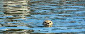 seal