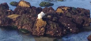 Seal